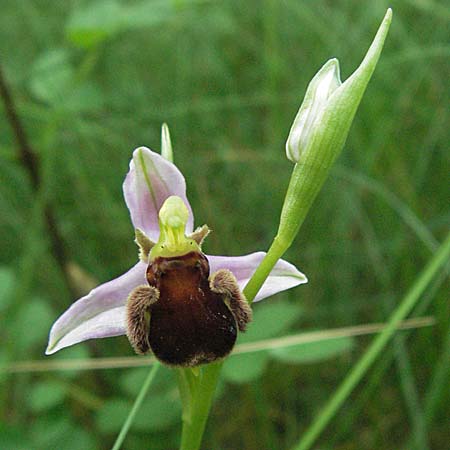 Ophrys apifera var. fulvofusca \ Rotbraune Bienen-Ragwurz / Red-Brown Bee Orchid, F  Mauguio 13.5.2007 