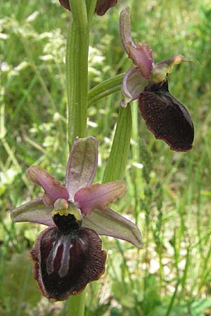 Ophrys aveyronensis x garganica subsp. passionis, F   Causse du Larzac 15.5.2007 