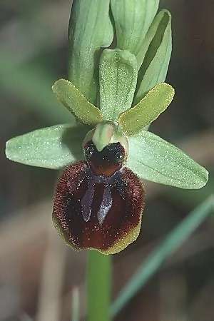 Ophrys araneola \ Kleine Spinnen-Ragwurz, F  Gtinais 13.4.2002 