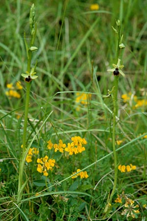 Ophrys argensonensis / Argenson Spider Orchid, F  Charente-Maritime, Le Douhet 1.6.2000 