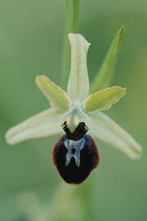 Ophrys argensonensis / Argenson Spider Orchid, F  Charente-Maritime, Le Douhet 1.6.2000 