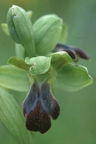Ophrys sulcata \ Gefurchte Braune Ragwurz / Furrowed Dull Orchid, F  Corbières, Bugarach 14.5.1996 