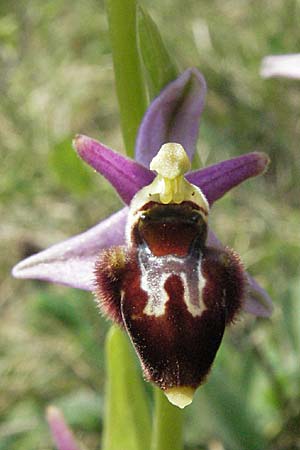 Ophrys apifera x araneola, F   Elsass/Alsace, Westhalten 28.4.2007 