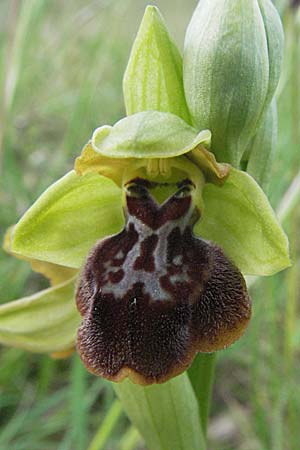 Ophrys aveyronensis x sulcata, F   Dept. Aveyron, Tiergues 15.5.2007 