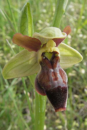 Ophrys aveyronensis x sulcata, F   Dept. Aveyron, Tiergues 15.5.2007 