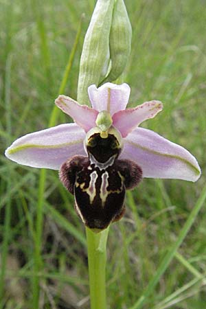 Ophrys aveyronensis x scolopax, F   Dept. Aveyron, Tiergues 15.5.2007 