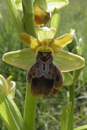 Ophrys aveyronensis x sulcata, F   Dept. Aveyron, Tiergues 15.5.2007 