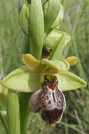 Ophrys aveyronensis x sulcata, F   Dept. Aveyron, Tiergues 15.5.2007 