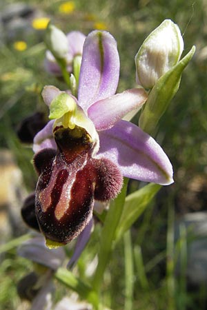 Ophrys aveyronensis x scolopax, F   Causse du Larzac 3.6.2009 