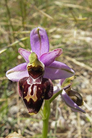 Ophrys aveyronensis x scolopax, F   Causse du Larzac 3.6.2009 