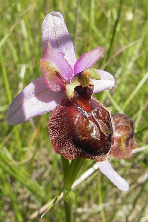 Ophrys aveyronensis \ Aveyron-Ragwurz / Aveyron Spider Orchid, F  Causse du Larzac 3.6.2009 