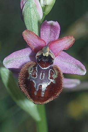 Ophrys aveyronensis \ Aveyron-Ragwurz / Aveyron Spider Orchid, F  Causse du Larzac 28.5.2000 