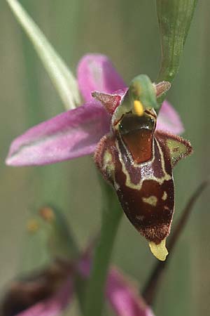 Ophrys apifera x souchei, F   Orange 4.6.2004 