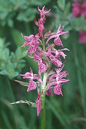 Dactylorhiza alpestris x cruenta, F   Val d'Isère 1.7.2002 