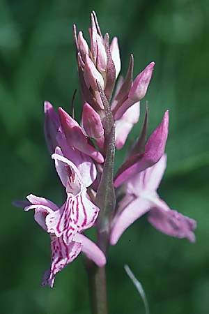 Dactylorhiza angustata x fuchsii, F   Briancon 26.6.2000 