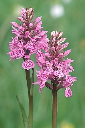 Dactylorhiza alpestris x fuchsii, F   Col du Glandon 15.6.2003 