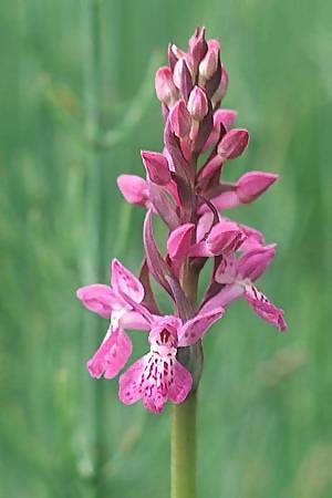 Dactylorhiza alpestris x fuchsii, F   Col du Glandon 15.6.2003 