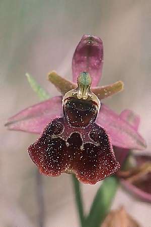 Ophrys araneola x holoserica, F   Elsass/Alsace 7.5.2003 