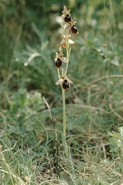 Ophrys araneola x holoserica, F   Elsass/Alsace 7.5.2003 