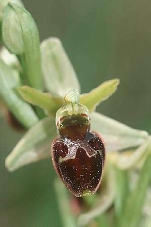 Ophrys araneola x holoserica, F   Elsass/Alsace 7.5.2003 