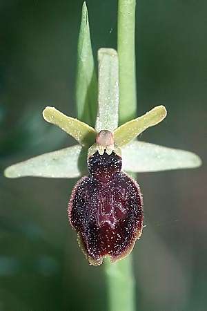 Ophrys araneola x holoserica, F   Elsass/Alsace 7.5.2003 