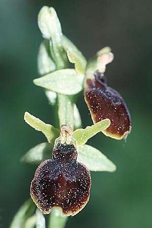 Ophrys araneola x insectifera, F   Elsass/Alsace 7.5.2003 