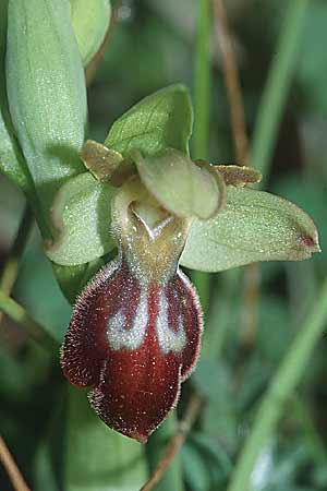 Ophrys exaltata subsp. arachnitiformis x forestieri, F   Toreilles 10.3.2001 