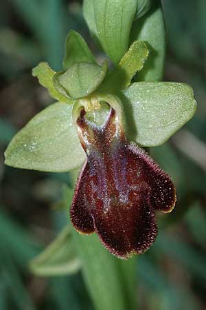 Ophrys exaltata subsp. arachnitiformis x forestieri, F   Toreilles 10.3.2001 