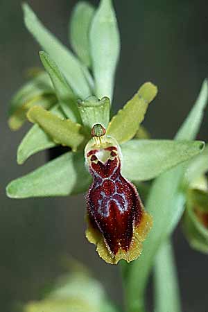 Ophrys exaltata subsp. arachnitiformis x lutea, F   Montagne de la Clape 26.3.2001 