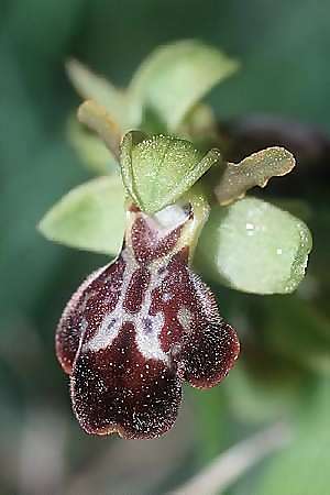 Ophrys exaltata subsp. arachnitiformis x forestieri, F   Leucate 28.3.2003 
