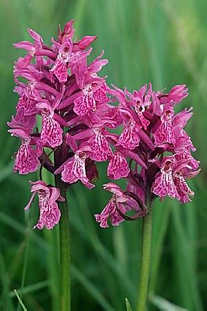 Dactylorhiza alpestris x maculata, F   Dept. Haute Savoie 14.7.2002 