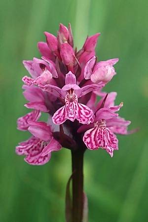 Dactylorhiza alpestris x maculata, F   Dept. Haute Savoie 14.7.2002 