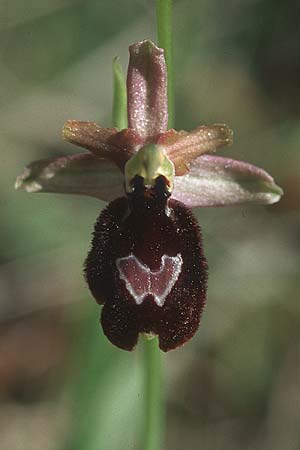 Ophrys aurelia x incubacea subsp. castri-caesaris, F   S.Vallier-de-Thiey 26.5.2005 