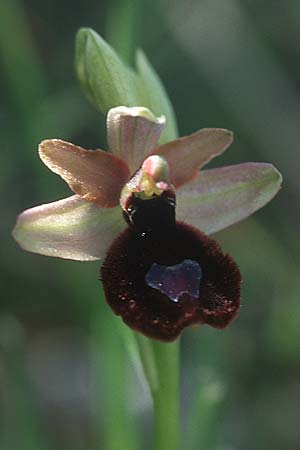 Ophrys aurelia x incubacea subsp. castri-caesaris, F   S.Vallier-de-Thiey 26.5.2005 
