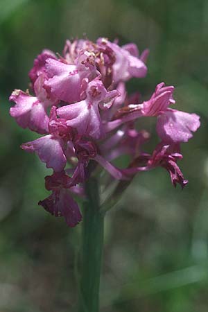 Anacamptis morio x pyramidalis, F   Millau 28.5.2005 