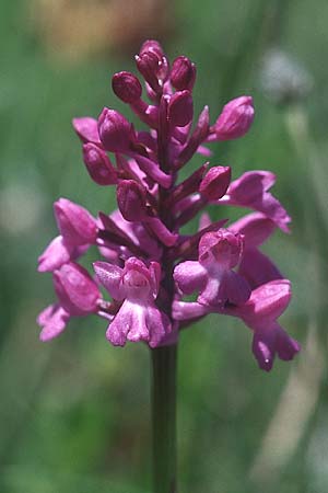 Anacamptis morio x pyramidalis, F   Millau 28.5.2005 
