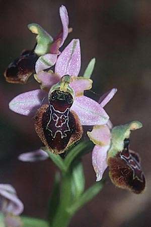 Ophrys aurelia x splendida, F   Chaine du l'Estaque 30.4.2002 