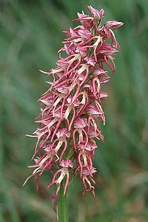 Aceras anthropophorum x Orchis simia, F   Dept. Gard, Alzon 4.5.2002 