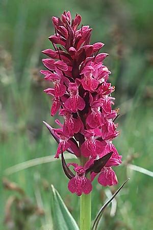 Dactylorhiza alpestris x sambucina, F   Col de Granon 30.6.2002 