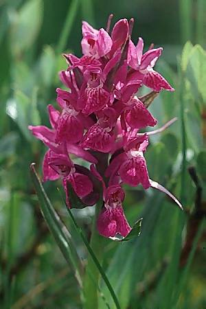 Dactylorhiza alpestris x sambucina, F   Col de Granon 30.6.2002 