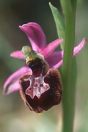 Ophrys aurelia x scolopax, F   Rougiers 18.5.2004 