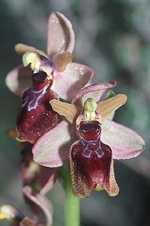 Ophrys exaltata subsp. arachnitiformis x tenthredinifera subsp. tenthredinifera, F   S.Paul-de-Fenouillet 10.4.2004 