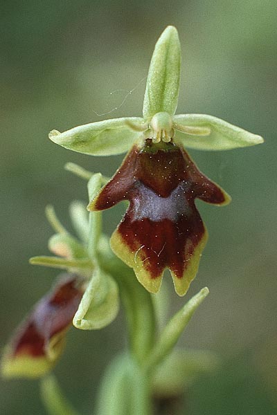 Ophrys aymoninii \ Aymonins Fliegen-Ragwurz / Aymonin's Ophrys, F  Causse Noir 30.5.1990 