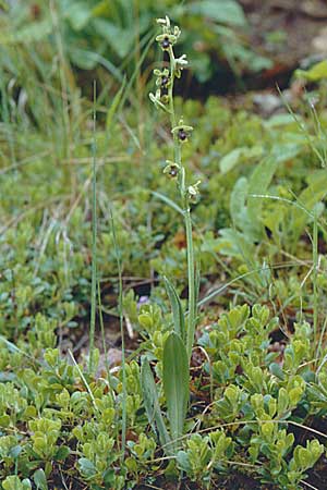 Ophrys aymoninii \ Aymonins Fliegen-Ragwurz / Aymonin's Ophrys, F  Tarn - Schlucht / Gorge 29.5.2000 