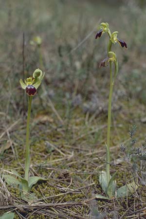 Ophrys bilunulata / Double-Crescent Bee Orchid, F  Biot 24.3.2001 