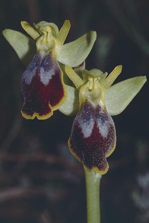 Ophrys bilunulata / Double-Crescent Bee Orchid, F  Biot 24.3.2001 