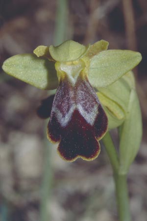 Ophrys bilunulata / Double-Crescent Bee Orchid, F  Biot 24.3.2001 