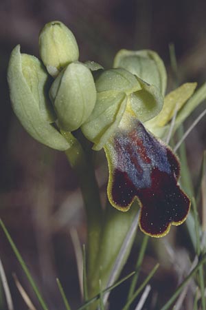 Ophrys bilunulata / Double-Crescent Bee Orchid, F  Aubagne 25.3.2001 
