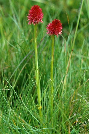 Nigritella corneliana x rhellicani, F   Col de la Croix de Fer 14.7.1995 