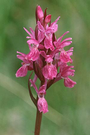 Dactylorhiza brennensis \ Brenne-Fingerwurz, Brenne-Knabenkraut, F  Dept. Indre 2.6.2000 